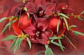 HIPPEASTRUM ARRANGEMENT