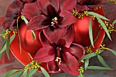 HIPPEASTRUM ARRANGEMENT