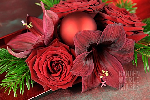 ARRANGEMENT_WITH_ROSA_HIPPEASTRUM_AND_ABIES_NORDMANNIANA