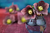 HELLEBORUS NIGER ARRANGEMENT