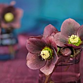 HELLEBORUS NIGER ARRANGEMENT