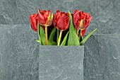 TULIPA ARRANGEMENT