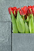 TULIPA ARRANGEMENT