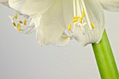 HIPPEASTRUM