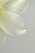 HIPPEASTRUM