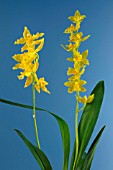 ODONTOGLOSSUM GEYSER GOLD