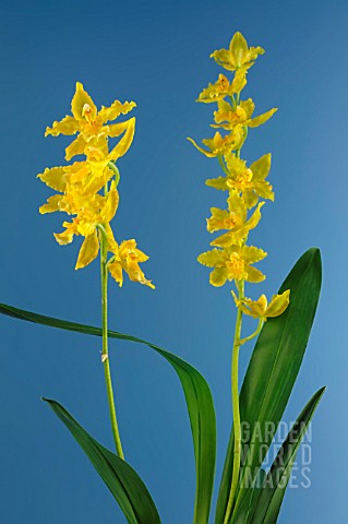 ODONTOGLOSSUM_GEYSER_GOLD