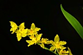 ODONTOGLOSSUM GEYSER GOLD