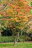 ACER SIEBOLDIANUM