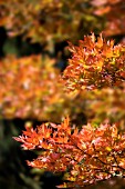 ACER SIEBOLDIANUM