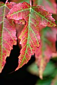 ACER TATARICUM SSP. GINNALA