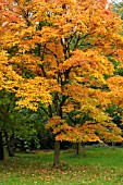 ACER TRIFLORUM