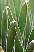 AGAVE VICTORIAE-REGINAE