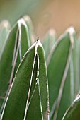 AGAVE VICTORIAE-REGINAE