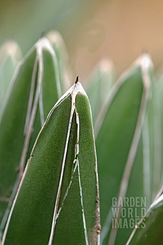 AGAVE_VICTORIAEREGINAE