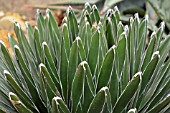 AGAVE VICTORIAE-REGINAE