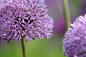 ALLIUM HOLLANDICUM PURPLE SENSATION