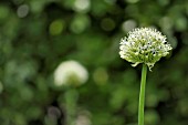 ALLIUM NIGRUM