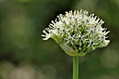 ALLIUM NIGRUM