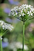 ALLIUM TUBEROSUM