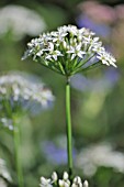 ALLIUM TUBEROSUM