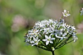 ALLIUM TUBEROSUM