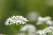 ALLIUM TUBEROSUM