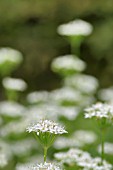 ALLIUM TUBEROSUM