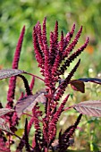 AMARANTHUS CAUDATUS VELVET CURTAINS