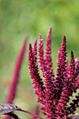 AMARANTHUS CAUDATUS VELVET CURTAINS