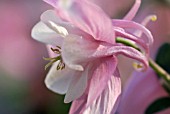 AQUILEGIA CAERULEA ORIGAMI PINK & WHITE