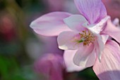 AQUILEGIA CAERULEA ORIGAMI PINK & WHITE