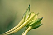 AQUILEGIA CHRYSANTHA YELLOW QUEEN