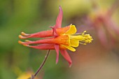 AQUILEGIA DESERTORUM