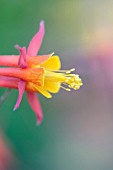 AQUILEGIA DESERTORUM