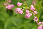 ASTRANTIA MAJOR BUCKLAND