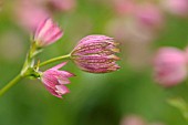 ASTRANTIA MAJOR BUCKLAND