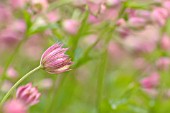 ASTRANTIA MAJOR BUCKLAND