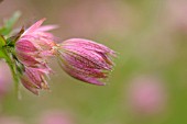 ASTRANTIA MAJOR BUCKLAND