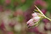 ASTRANTIA MAJOR ABBEY ROAD