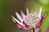 ASTRANTIA MAJOR ABBEY ROAD