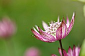 ASTRANTIA MAJOR ABBEY ROAD