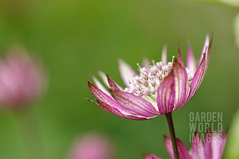 ASTRANTIA_MAJOR_ABBEY_ROAD