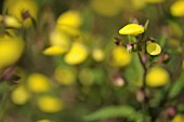 CALCEOLARIA TRIPARTITA