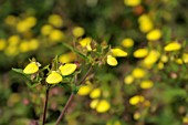 CALCEOLARIA TRIPARTITA