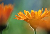 CALENDULA OFFICINALIS