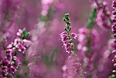 CALLUNA VULGARIS C.W. NIX