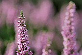 CALLUNA VULGARIS HIGHLAND SPRING