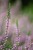 CALLUNA VULGARIS HYPNOIDES