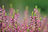 CALLUNA VULGARIS SCAYNES HILL